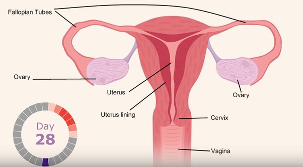 The Battle of the Uterus: A Humorous Take on Cramps 1